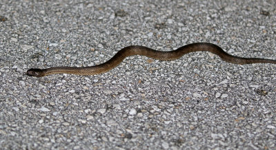 Florida Water Snake 2019-08-03