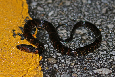 Florida Water Snake 2019-08-03