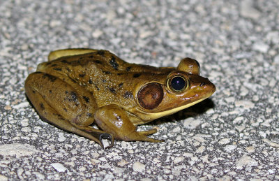 Pig Frog 2019-08-03