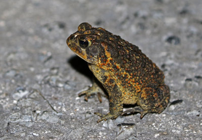 Southern Toad 2019-08-03