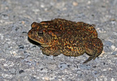 Southern Toad 2019-08-03