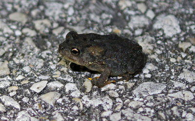 Southern Toad 2019-08-03