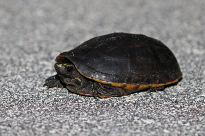 Striped Mud Turtle 2019-08-03
