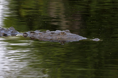 American Crocodile 2019-08-03