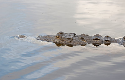 American Crocodile 2019-08-03
