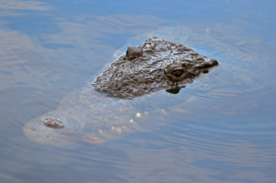 American Crocodile 2019-08-03