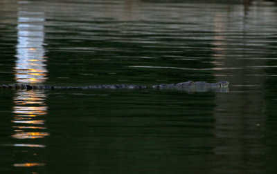 American Crocodile 2019-08-03