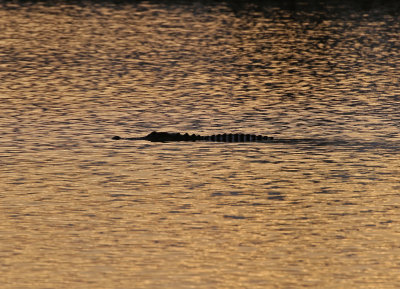American Alligator 2019-08-02
