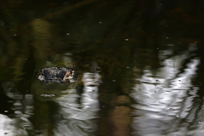 American Alligator 2019-08-02