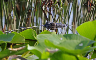 American Alligator 2019-08-02