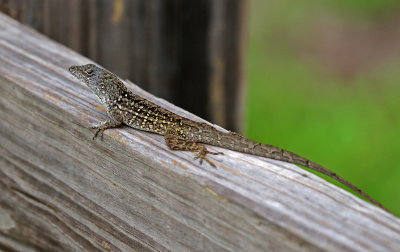 Cuban Brown Anole 2019-08-02