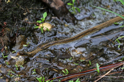 Penninsula Ribbon Snake 2019-08-02