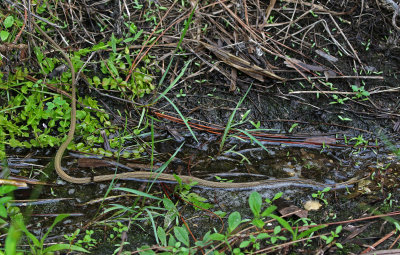 Penninsula Ribbon Snake 2019-08-02