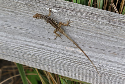 Cuban Brown Anole 2019-08-01