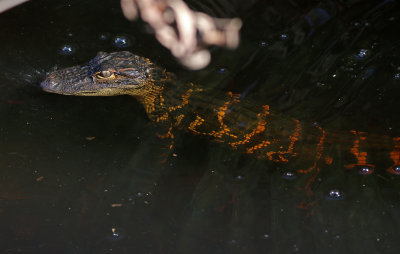 American Alligator 2019-07-31