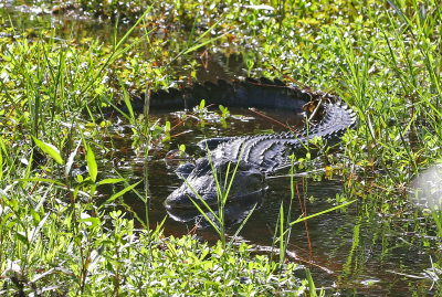 American Alligator 2019-07-31