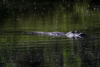 American Alligator 2019-07-31