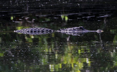 American Alligator 2019-07-31