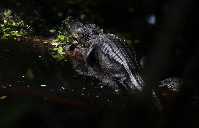 American Alligator 2019-07-31