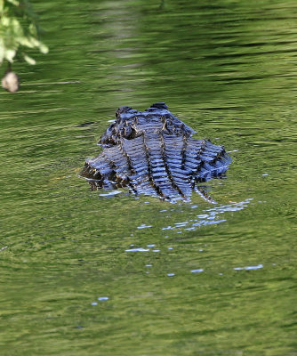 American Alligator 2019-07-31