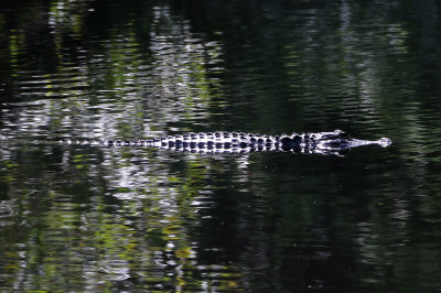 American Alligator 2019-07-31