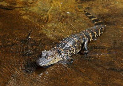 American Alligator 2019-07-31
