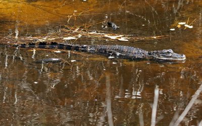 American Alligator 2019-07-31