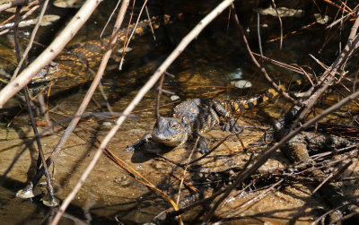 American Alligator 2019-07-31