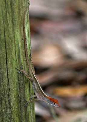 Cuban Brown Anole 2019-07-31