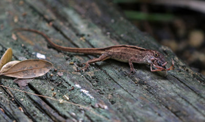 Cuban Brown Anole 2019-07-31