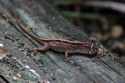 Cuban Brown Anole 2019-07-31