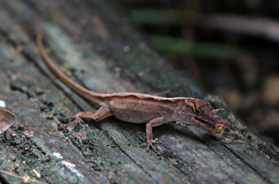 Cuban Brown Anole 2019-07-31
