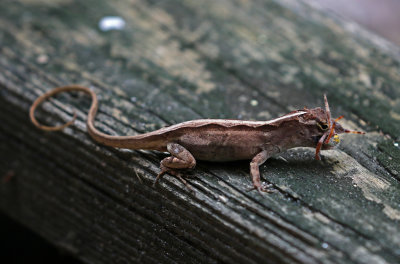 Cuban Brown Anole 2019-07-31