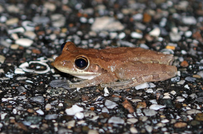 Cuban Treefrog 2019-07-31