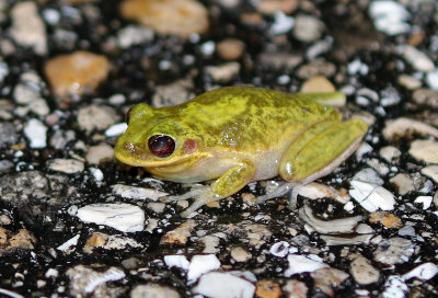 Squirrel Treefrog 2019-07-31