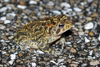 Southern Toad 2019-07-31