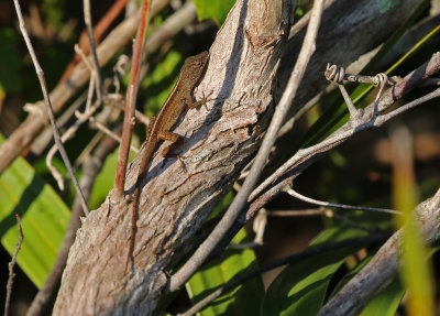 Cuban Brown Anole 2019-07-30