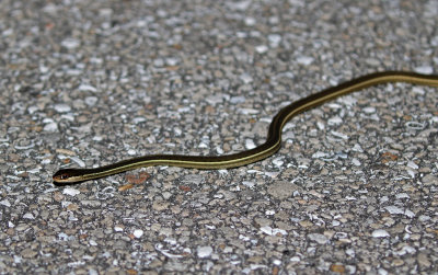 Penninsula Ribbon Snake 2019-07-30