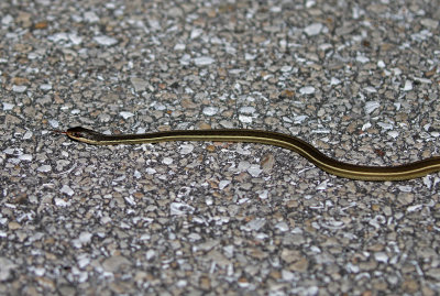 Penninsula Ribbon Snake 2019-07-30