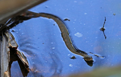 Florida Water Snake 2019-07-29