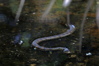 Florida Water Snake 2019-07-29