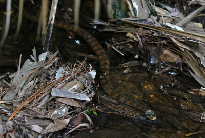 Florida Water Snake 2019-07-29