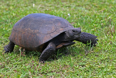 Gopher Tortoise 2019-07-29