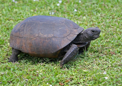 Gopher Tortoise 2019-07-29