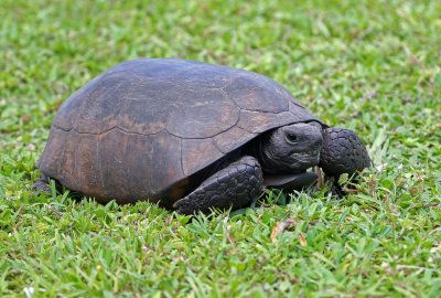 Gopher Tortoise 2019-07-29