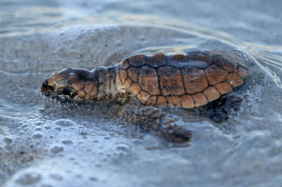 Loggerhead Sea Turtle 2019-07-29