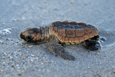 Loggerhead Sea Turtle 2019-07-29