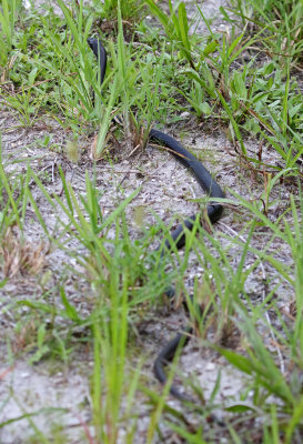Southern Black Racer 2019-07-29
