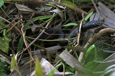 Southern Black Racer 2019-07-29