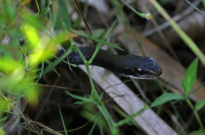 Southern Black Racer 2019-07-29